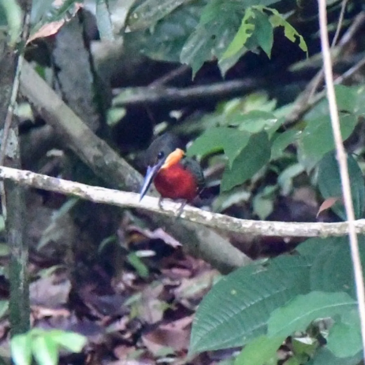Spotted Green-and-rufous Kingfisher