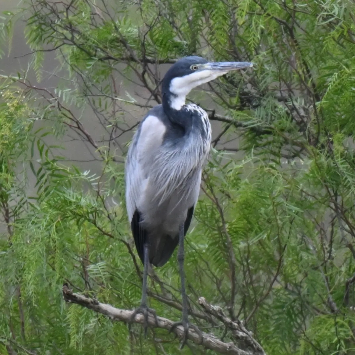 Spotted Black-headed Heron