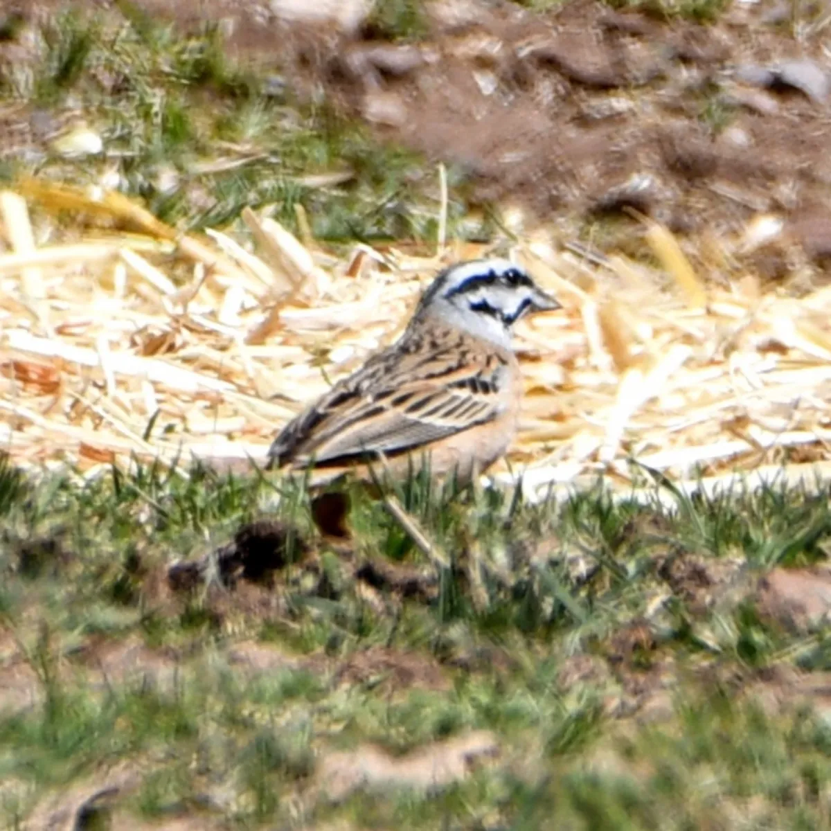 Gespotte Grijze gors