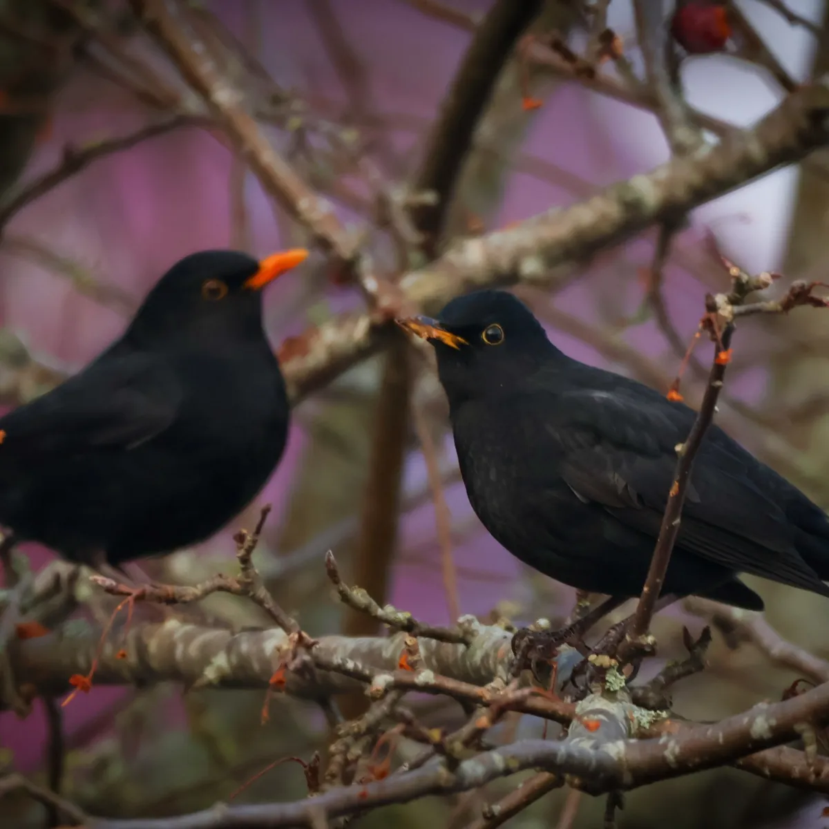 Spotted Eurasian Blackbird