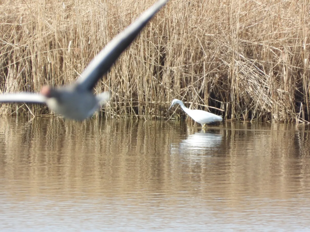 Gespotte Kleine zilverreiger