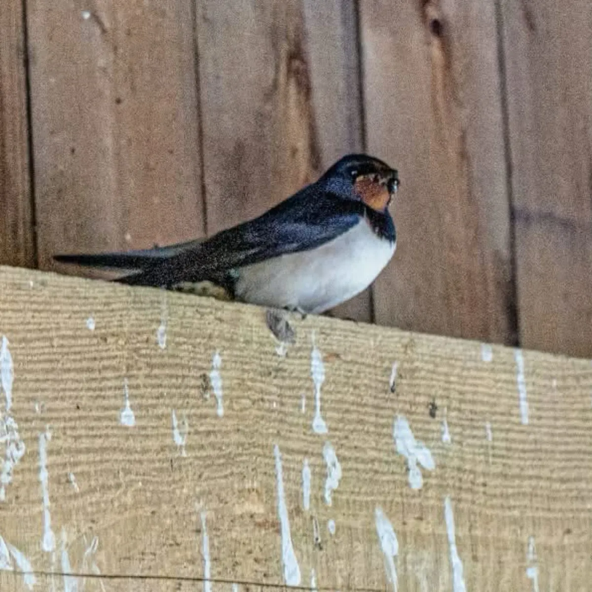 Spotted Barn Swallow