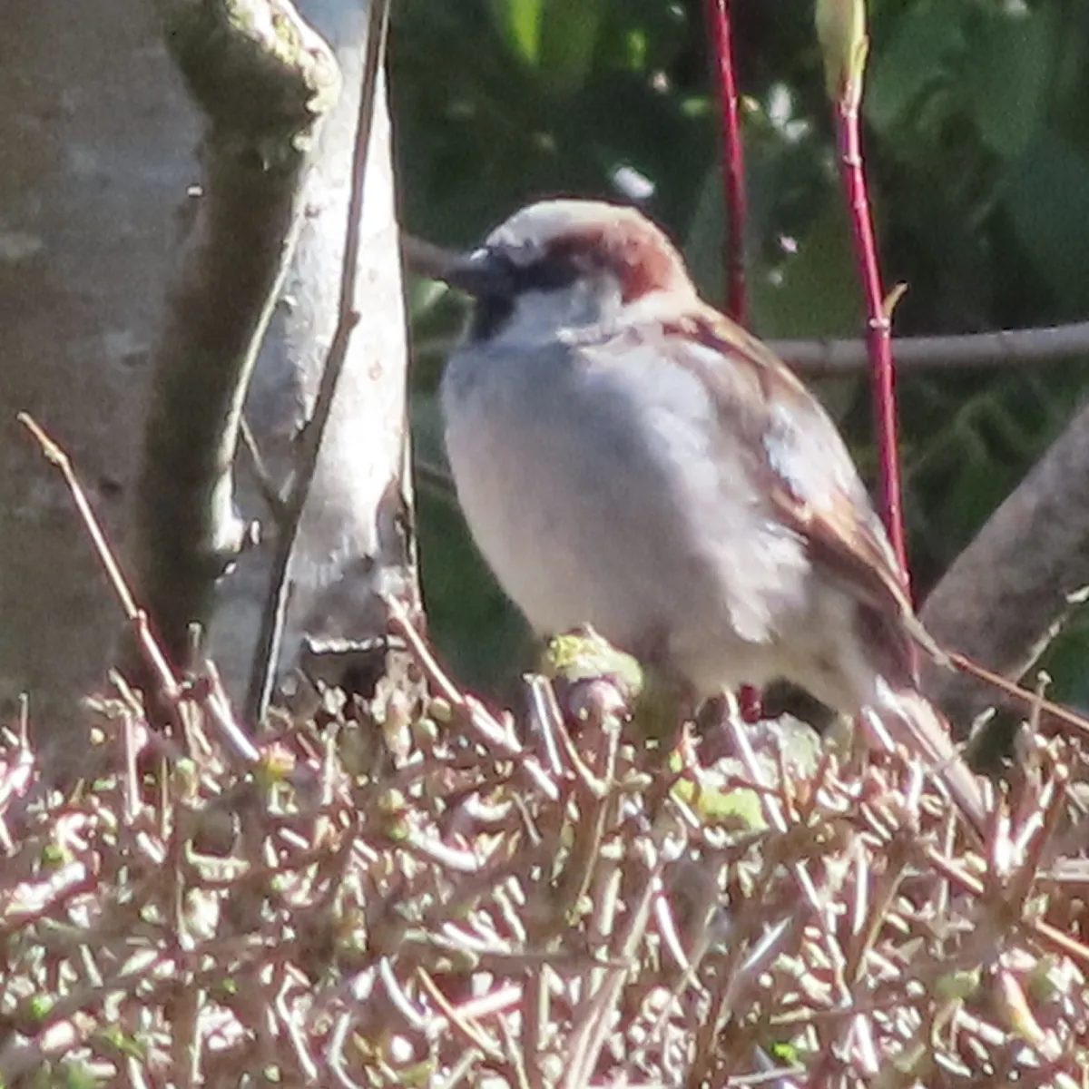 Spotted House Sparrow