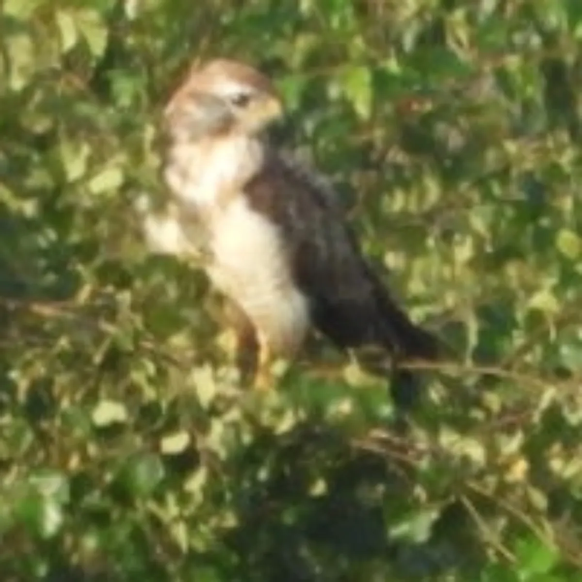 Waargenomen Buizerd