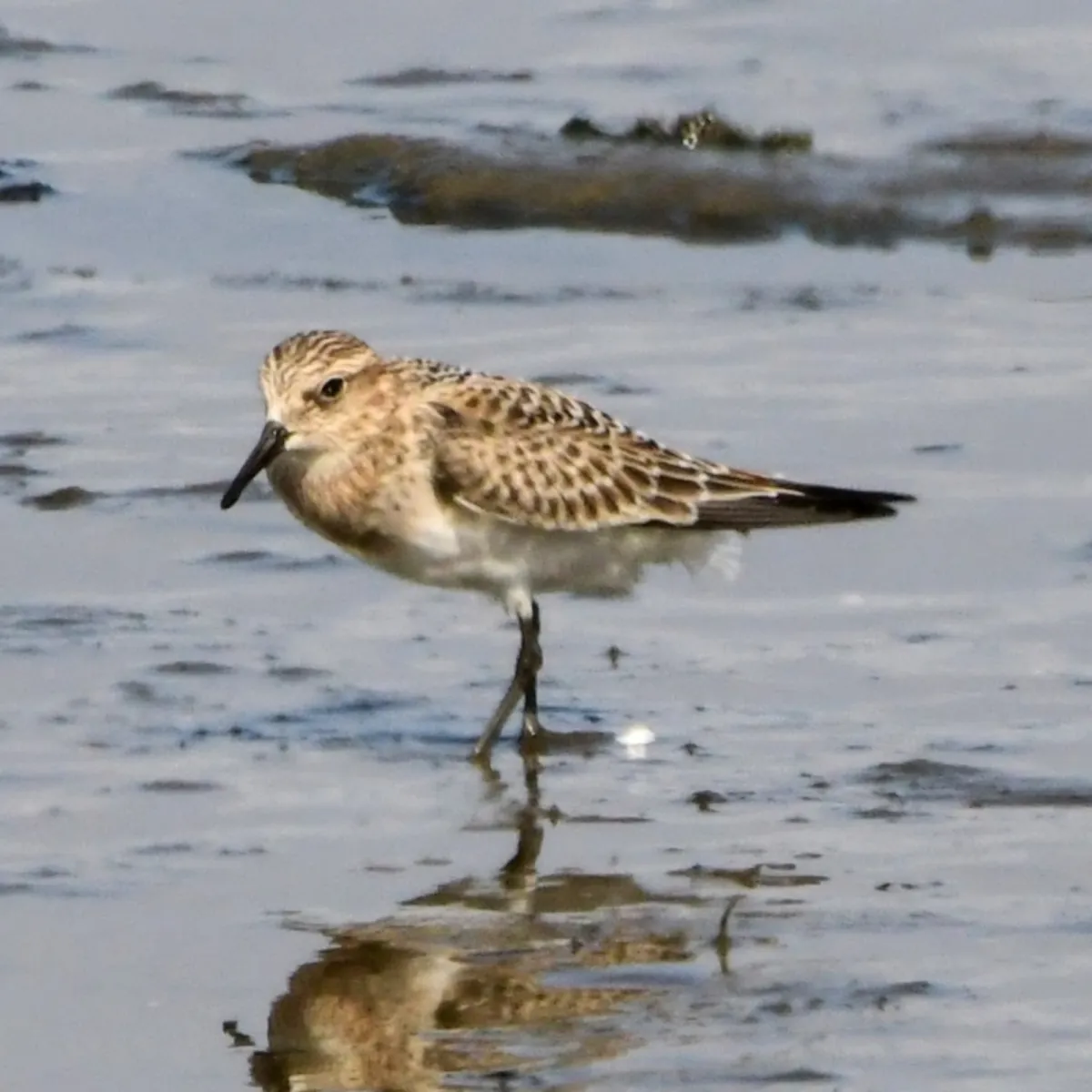 Gespotte Bairds strandloper