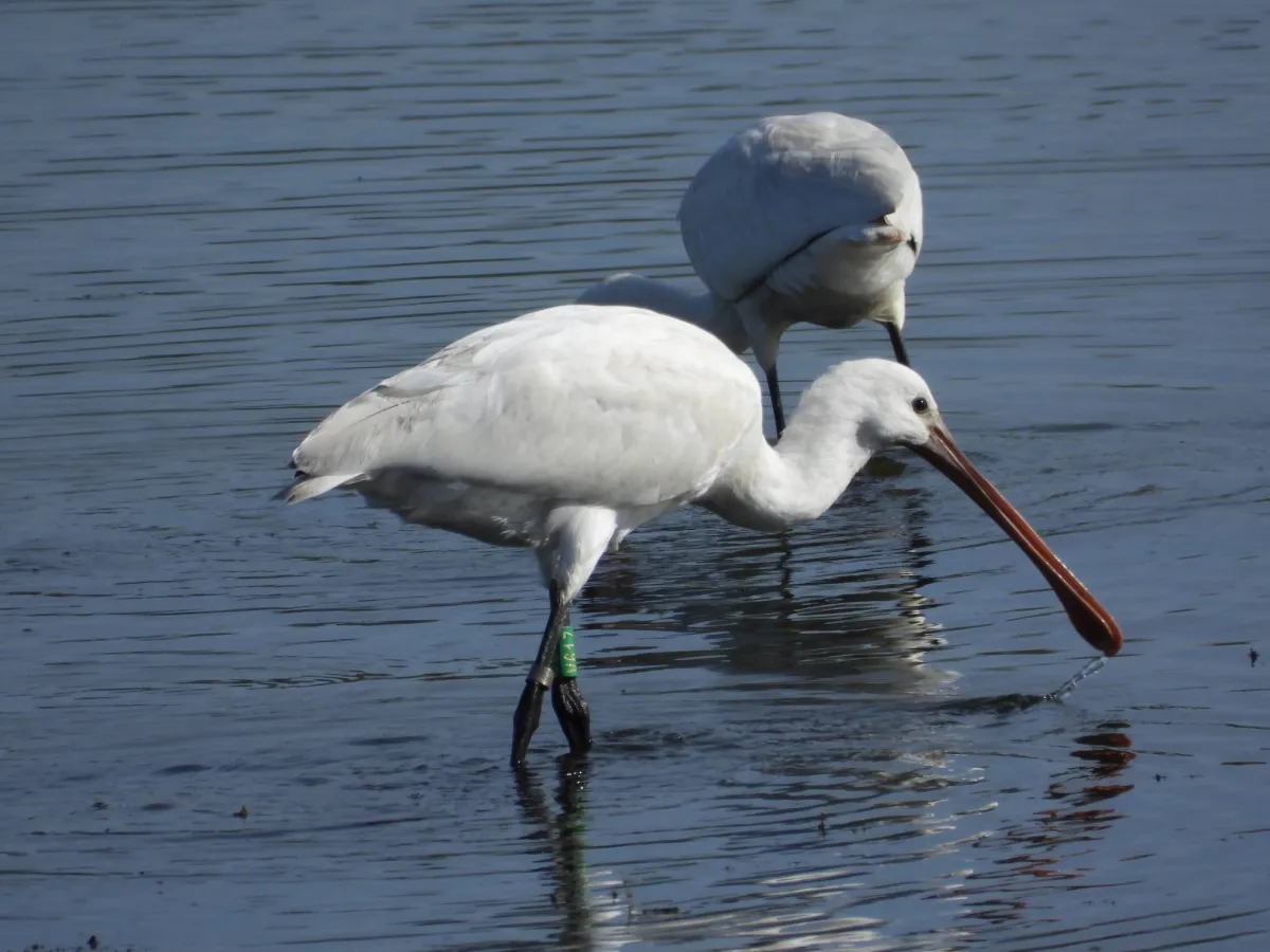 Spotted Eurasian Spoonbill