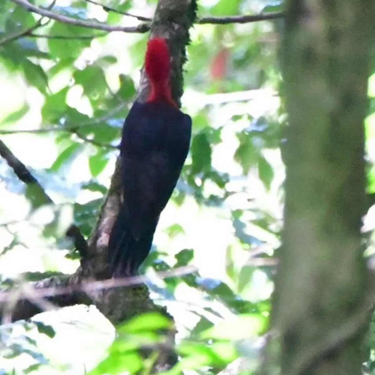 Spotted Red-necked Woodpecker
