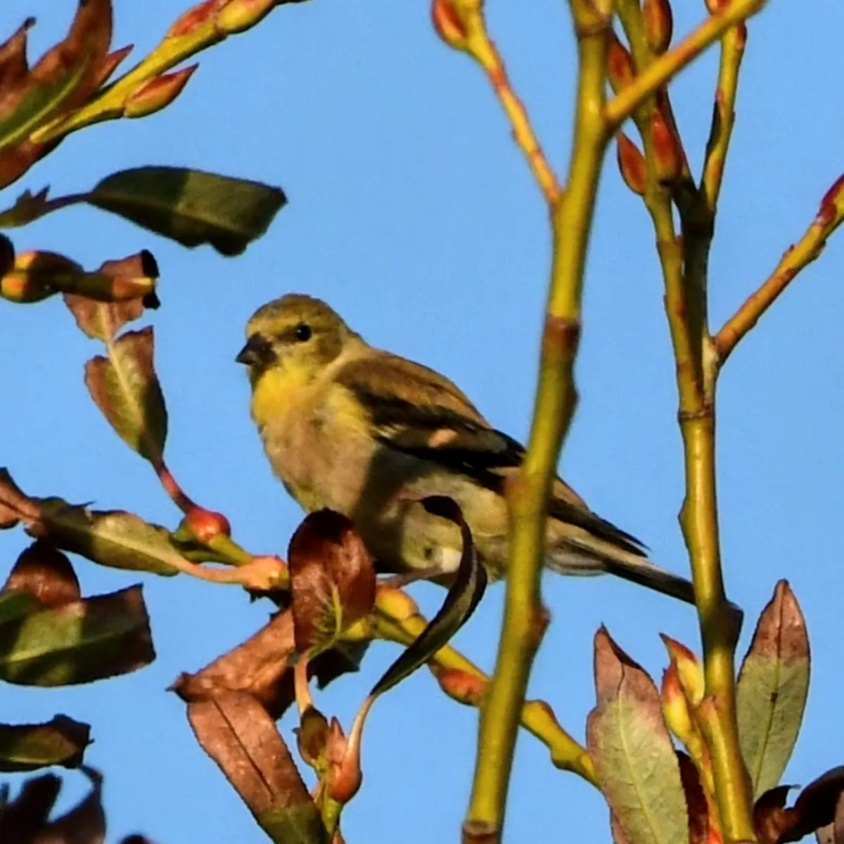 Spotted American Goldfinch