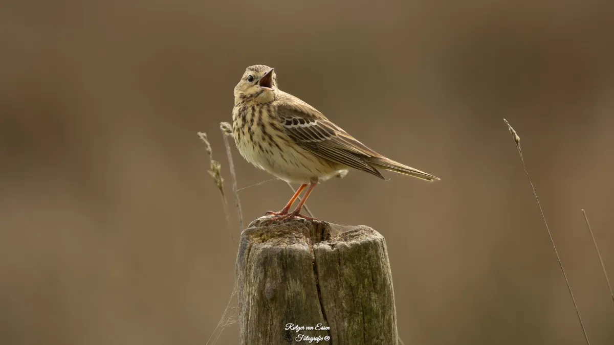 Spotted Tree Pipit
