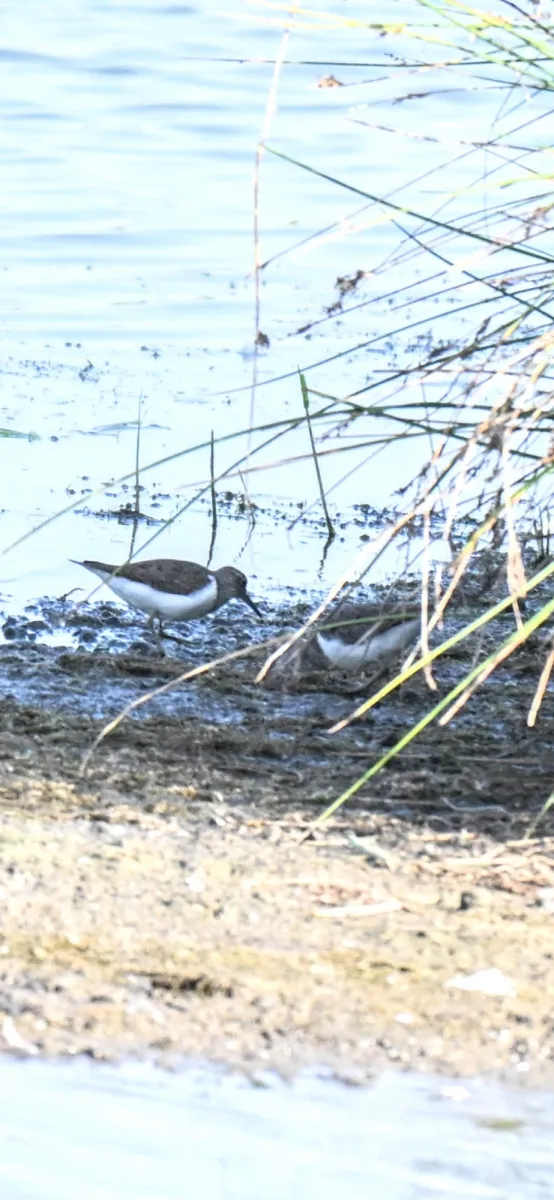 Spotted Common Sandpiper