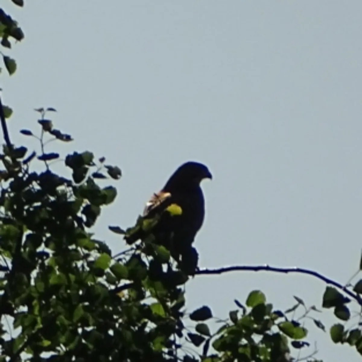 Waargenomen Buizerd