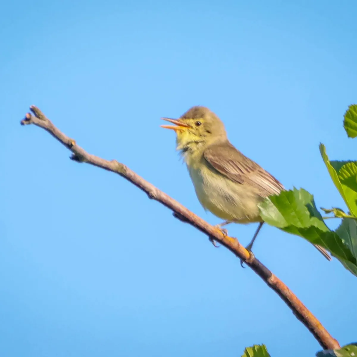 Waargenomen Spotvogel