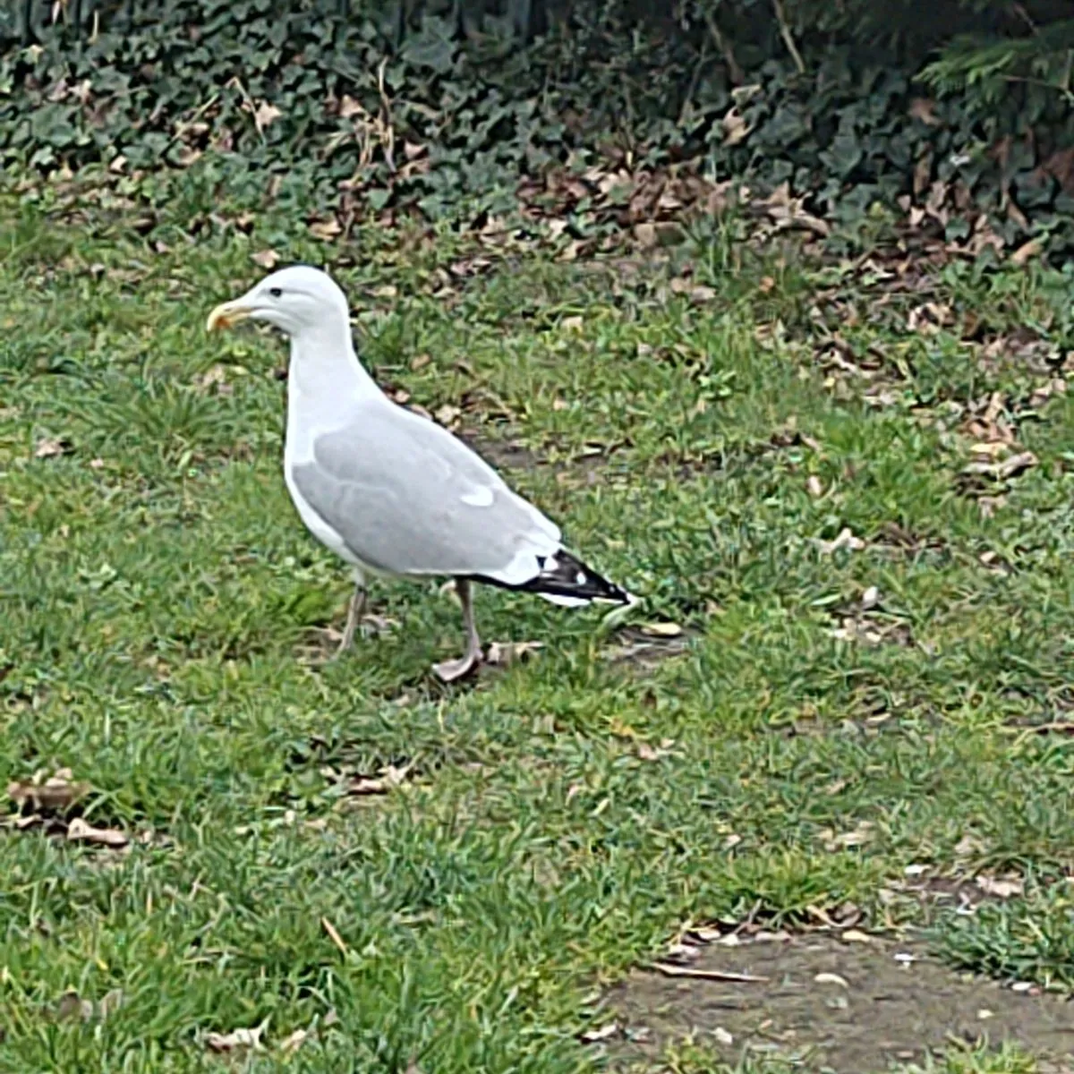 Gespotte Zilvermeeuw