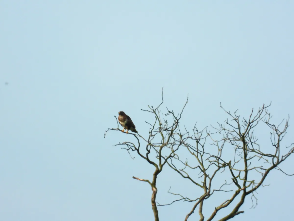 Waargenomen Buizerd