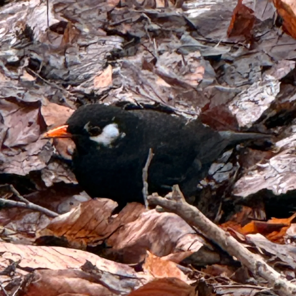 Spotted Eurasian Blackbird