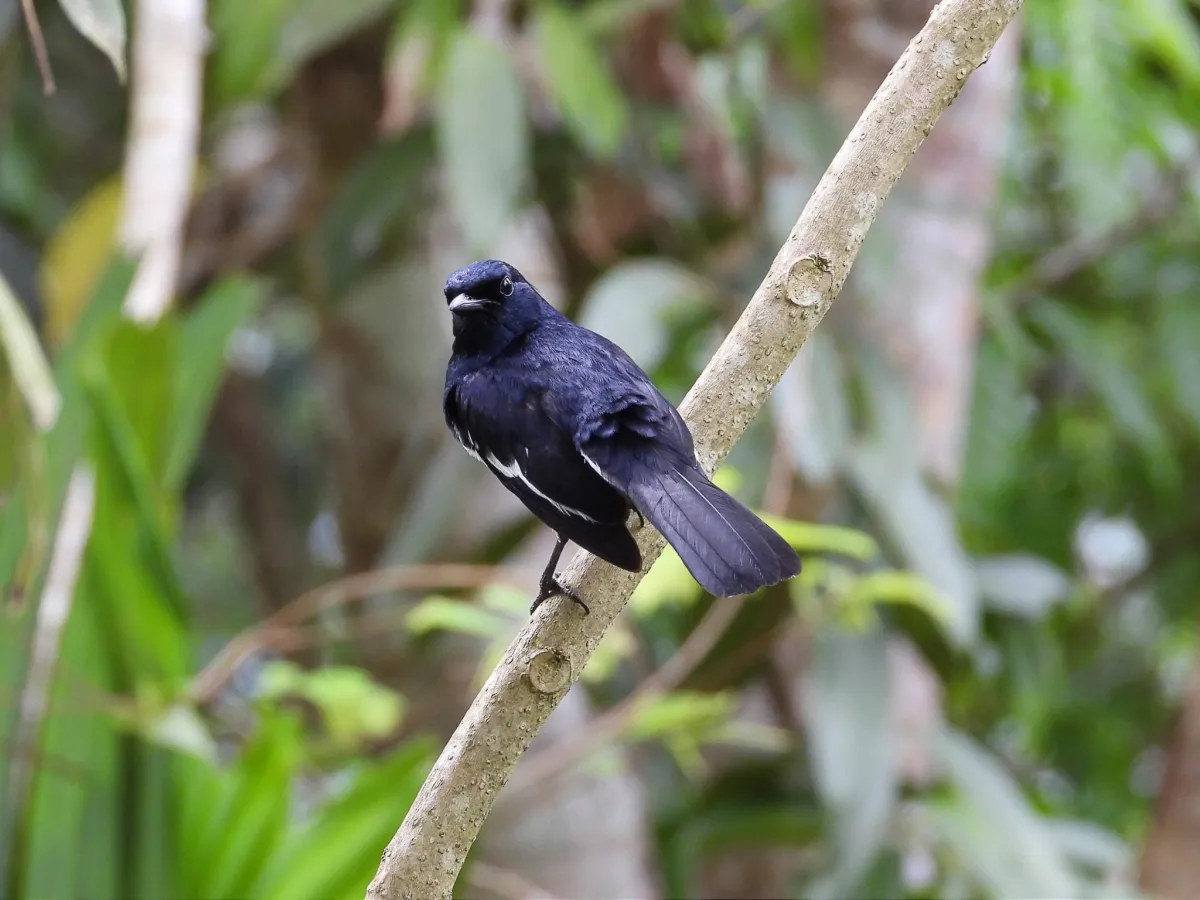 Gespotte Dayallijster