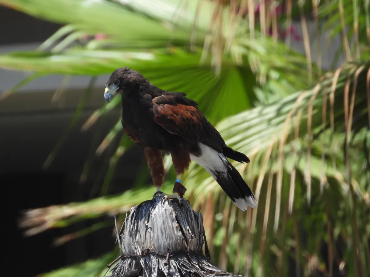 Waargenomen Woestijnbuizerd