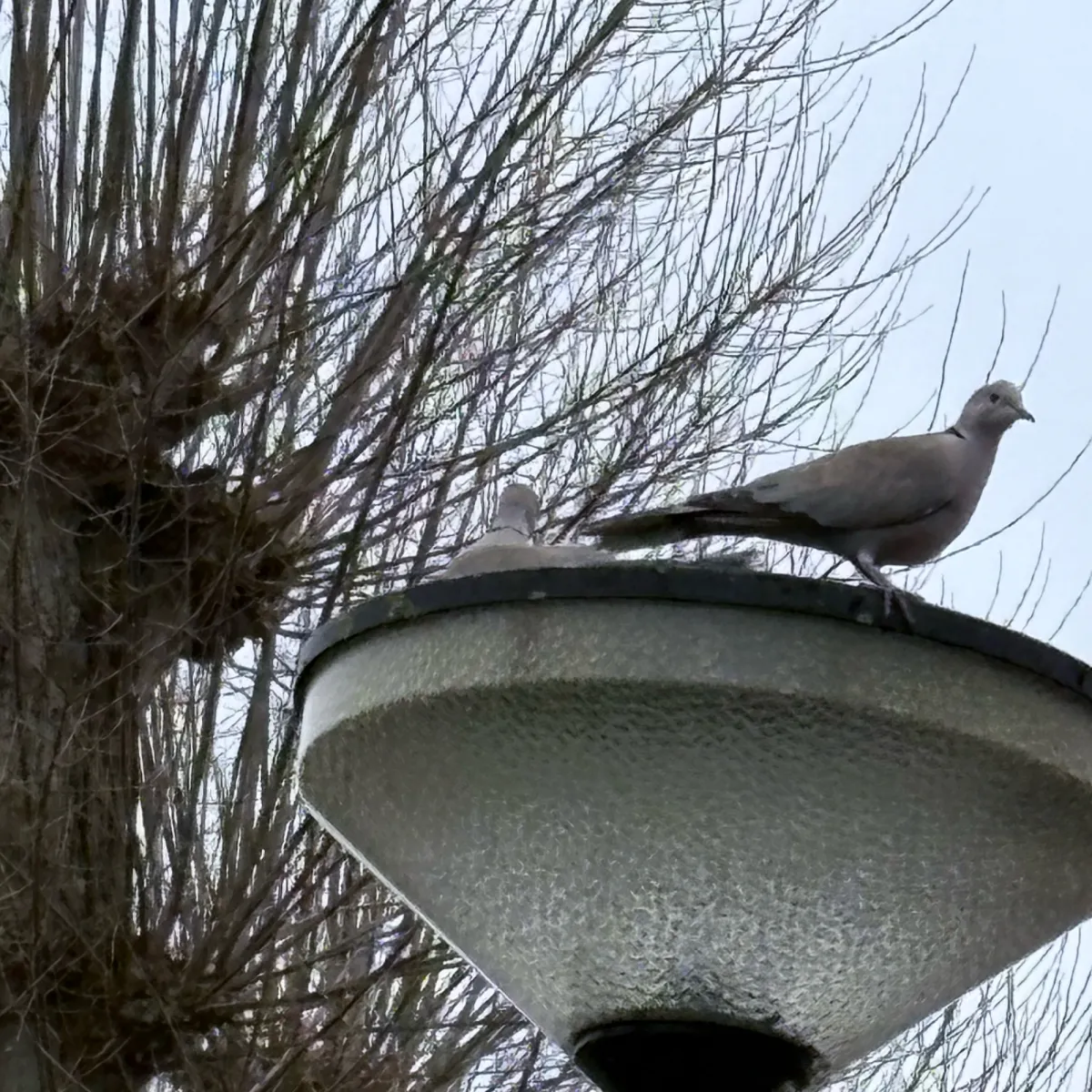 Spotted Eurasian Collared-Dove