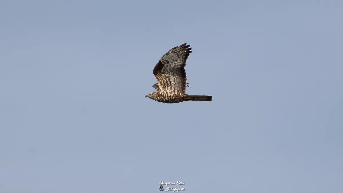 Spotted European Honey-buzzard