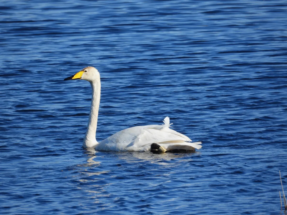 Gespotte Wilde zwaan