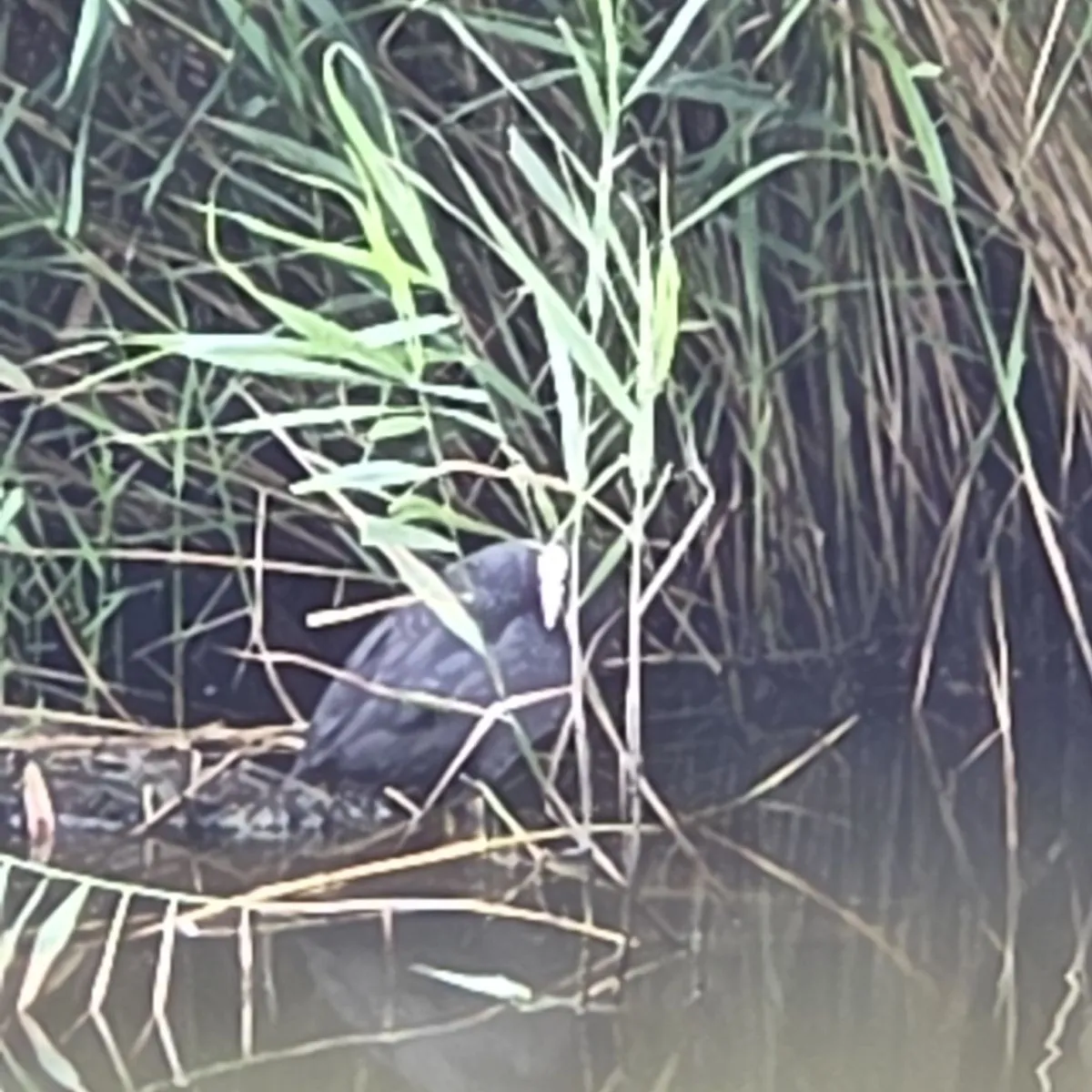 Waargenomen Meerkoet