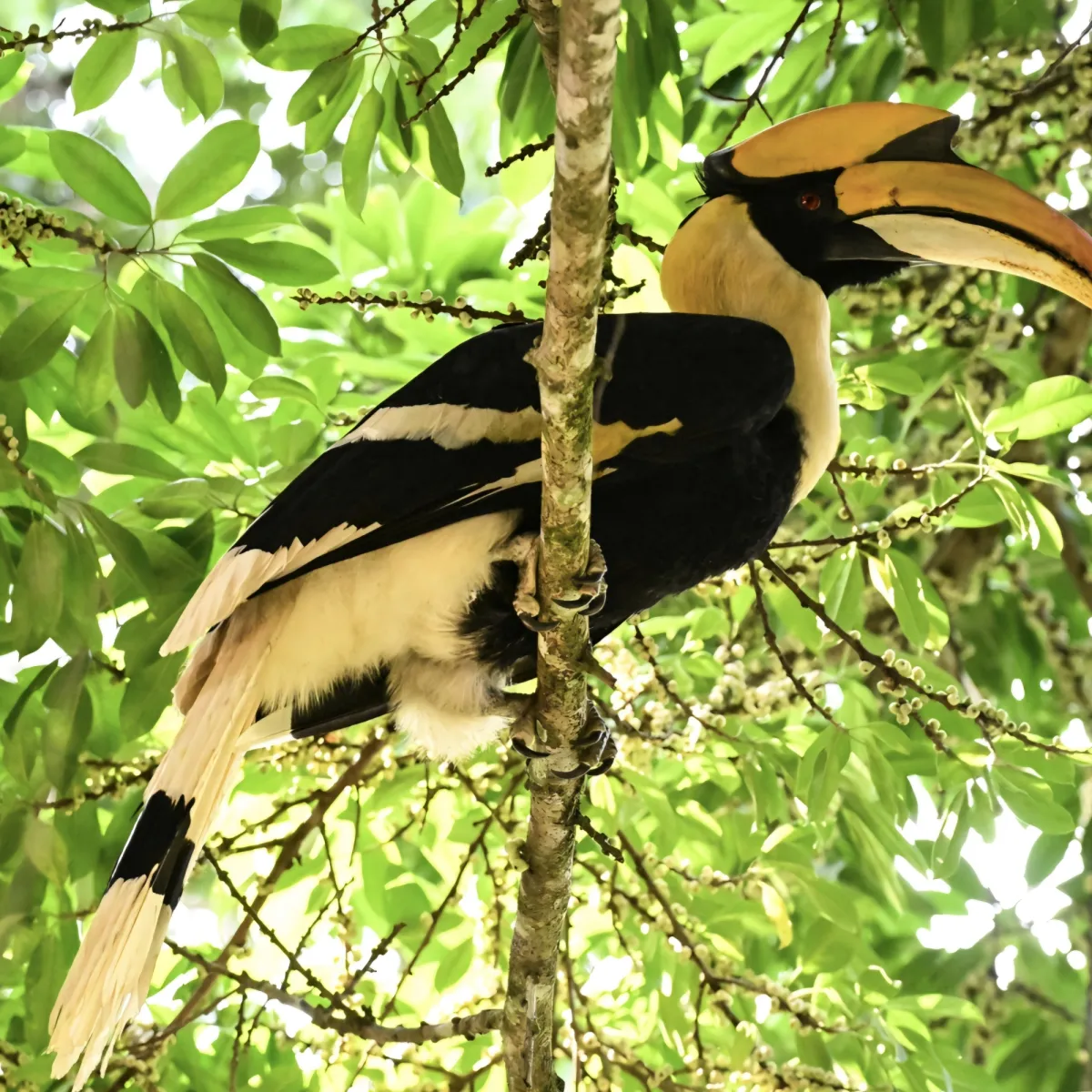 Gespotte Dubbelhoornige neushoornvogel