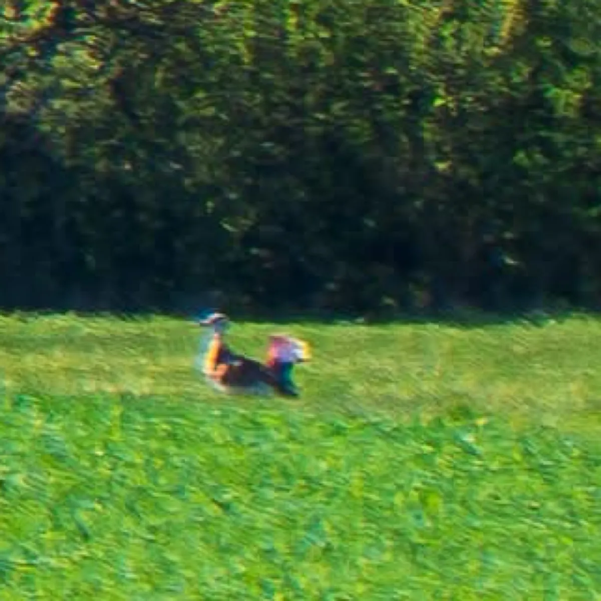 Spotted Great Bustard