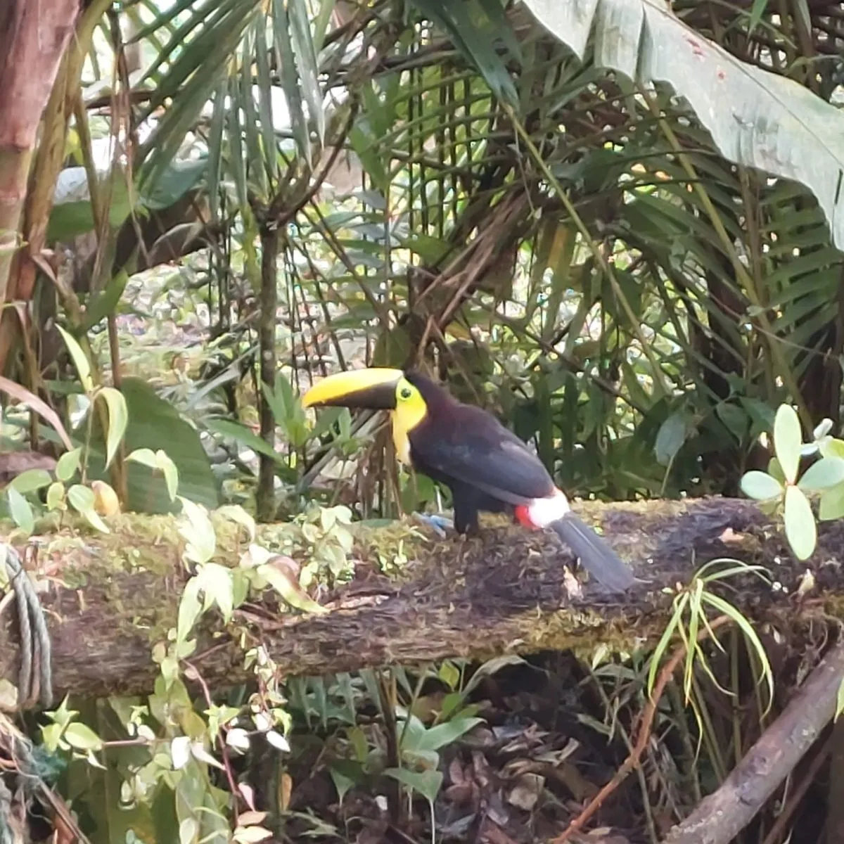 Spotted Yellow-throated Toucan