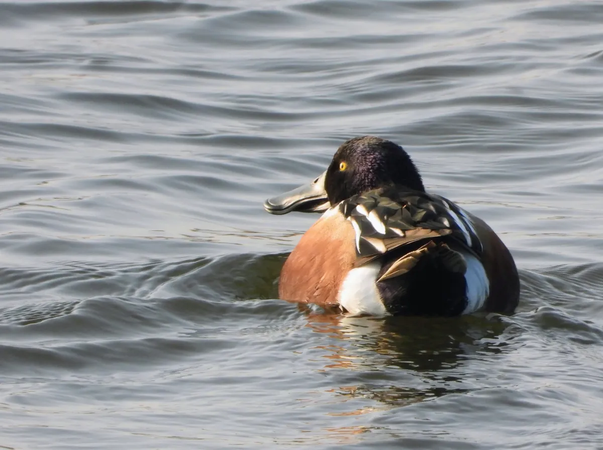 Spotted Northern Shoveler
