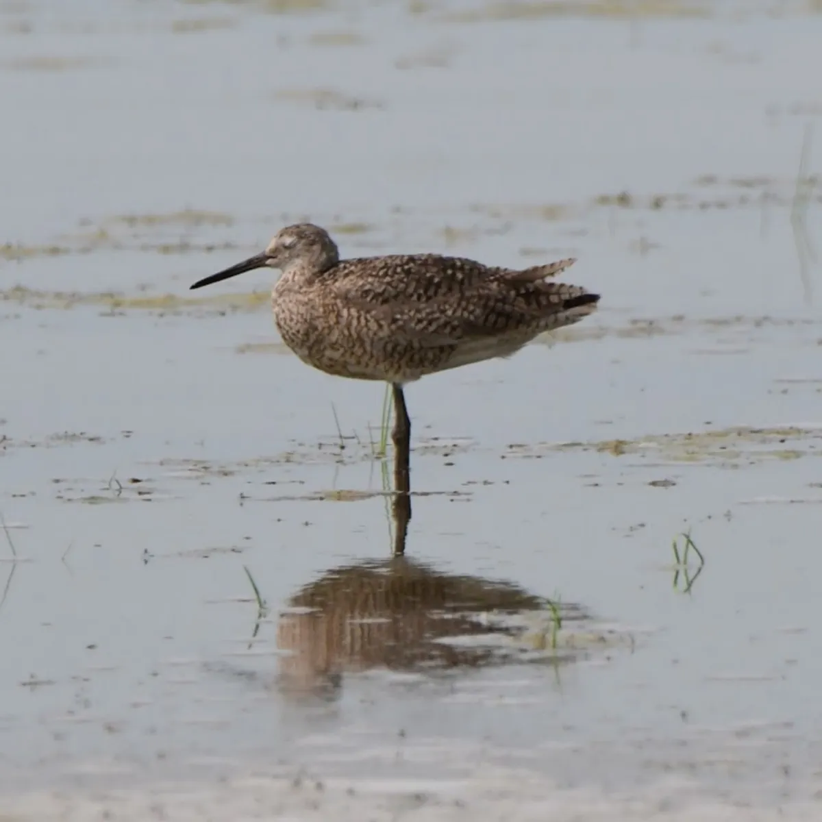 Spotted Willet