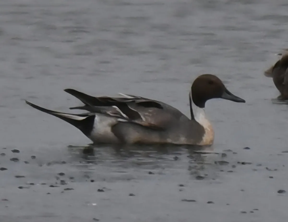Spotted Northern Pintail