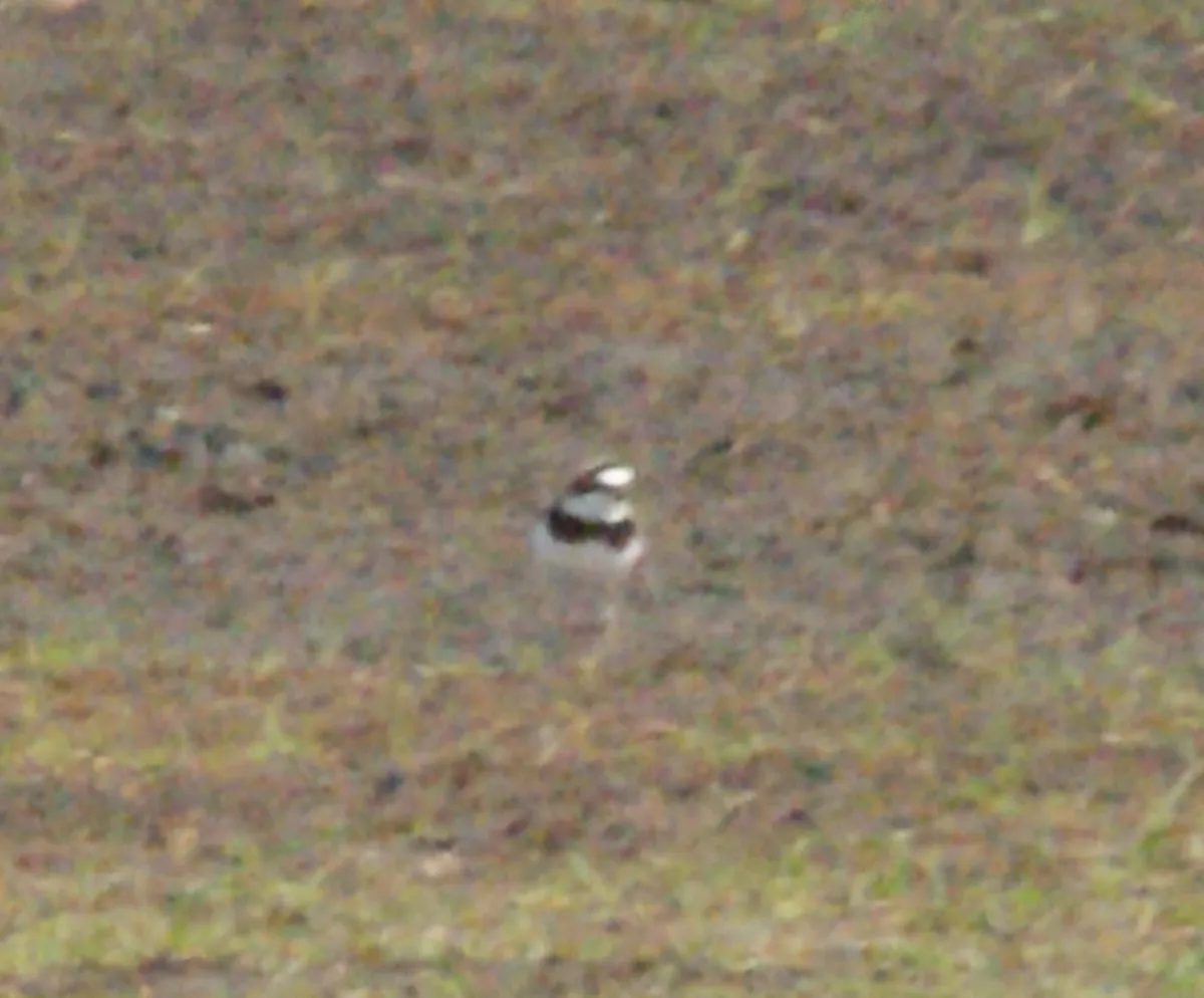 Gespotte Kleine plevier