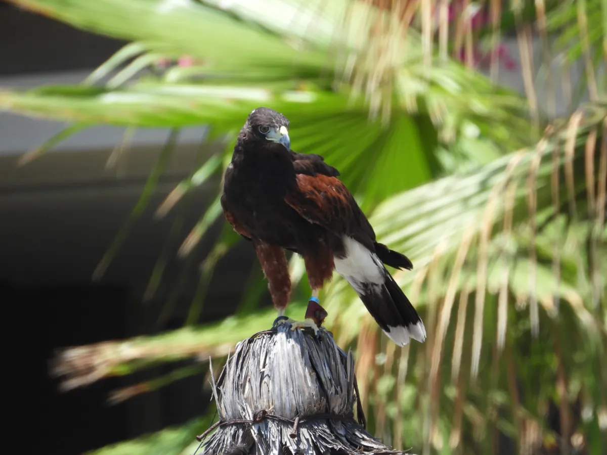 Spotted Harris's Hawk