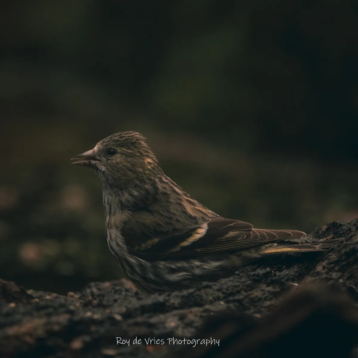 Spotted Eurasian Siskin