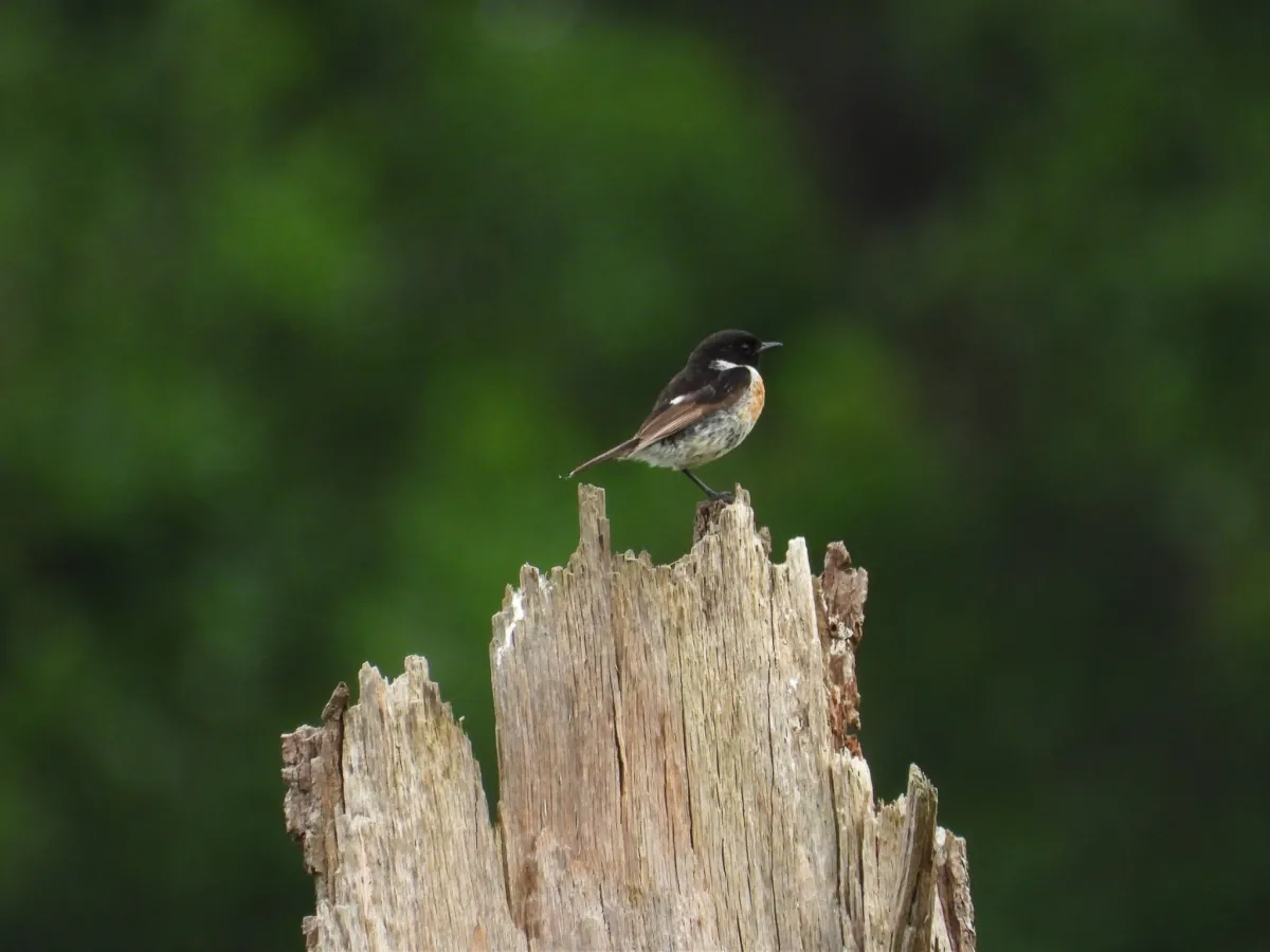 Waargenomen Roodborsttapuit