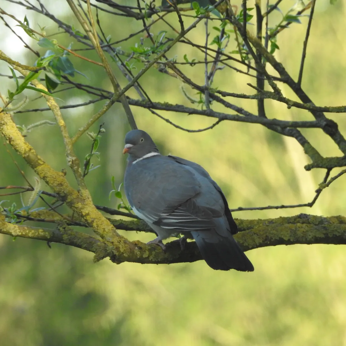 Spotted Common Wood-Pigeon
