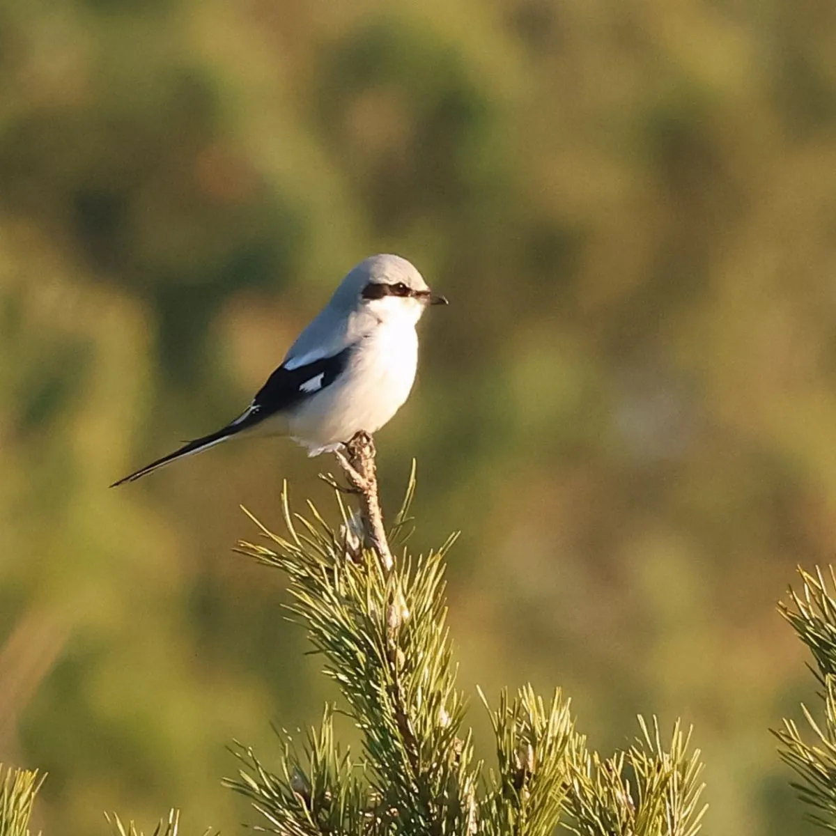 Spotted Great Gray Shrike