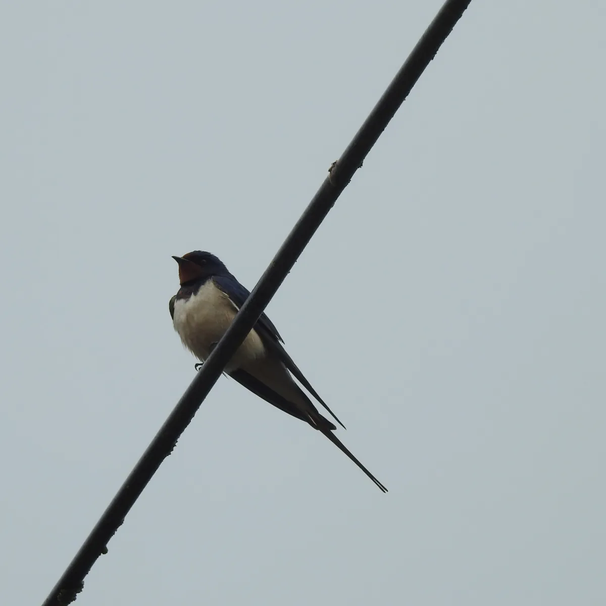 Gespotte Boerenzwaluw