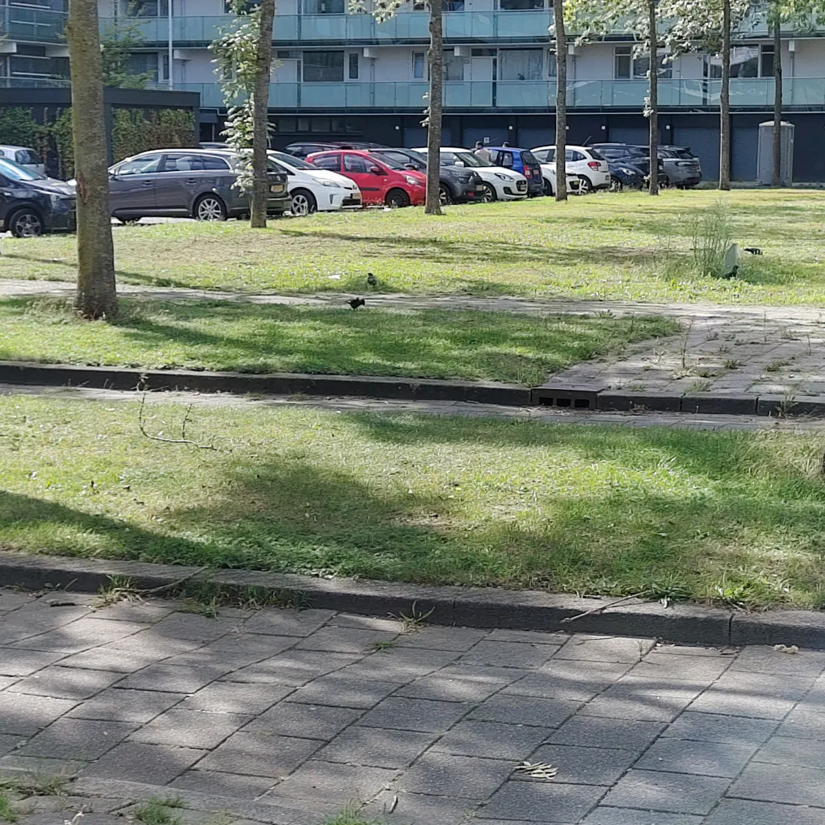Waargenomen Kauw
