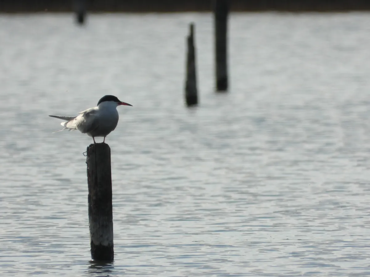 Spotted Common Tern