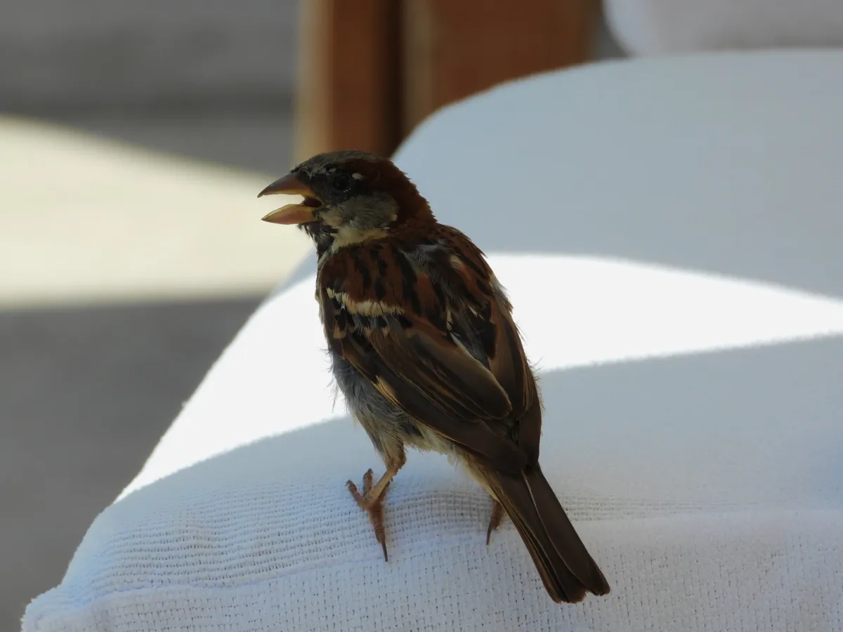 Spotted House Sparrow