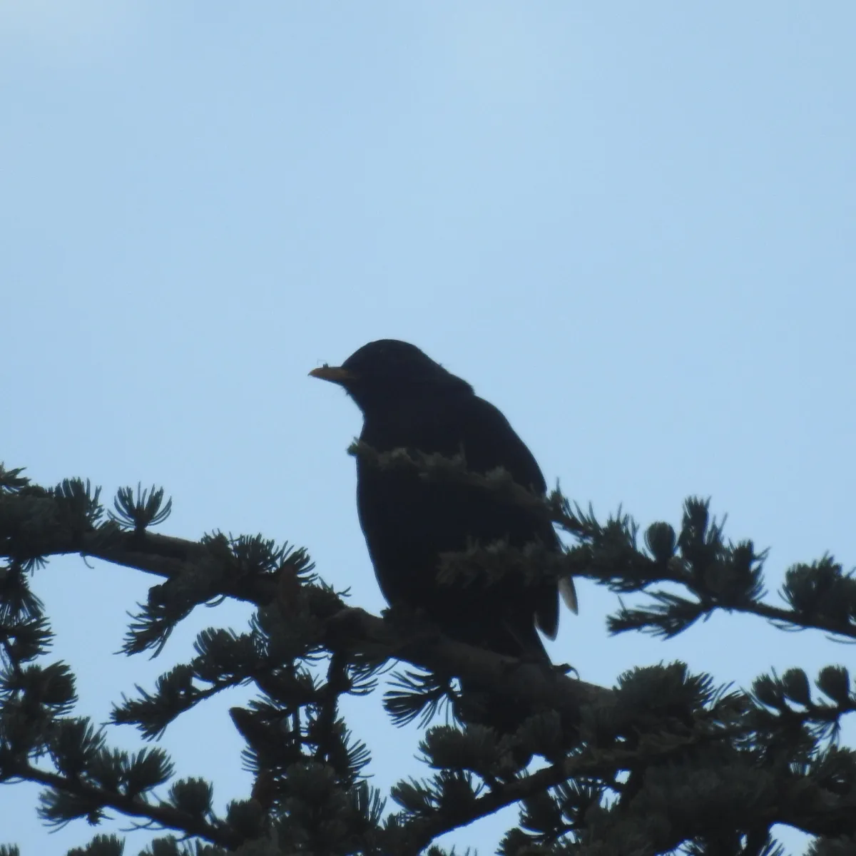Spotted Eurasian Blackbird