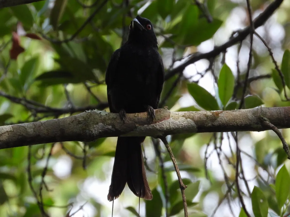 Spotted Greater Racket-tailed Drongo
