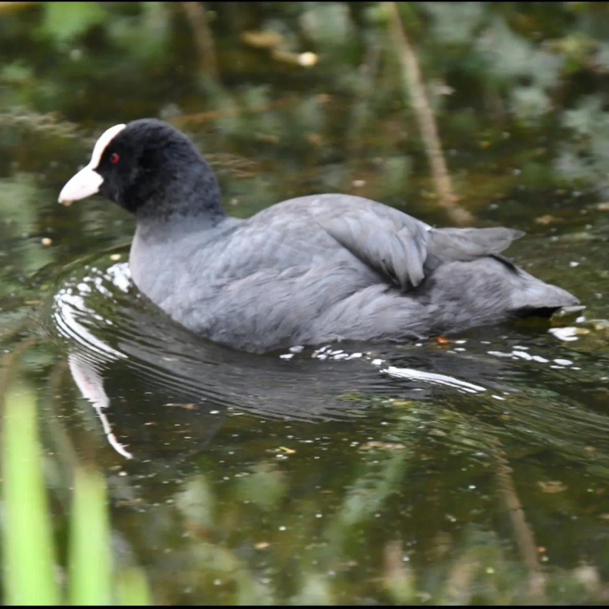Spotted Eurasian Coot