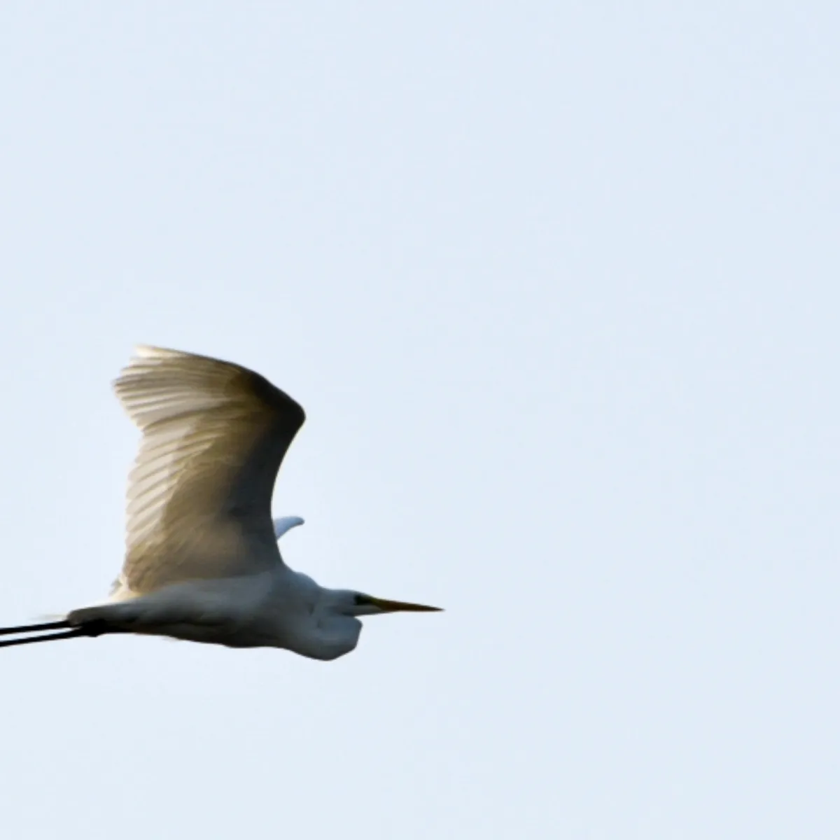 Spotted Great Egret