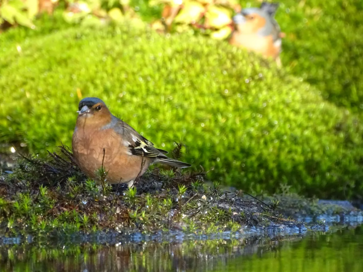 Spotted Common Chaffinch