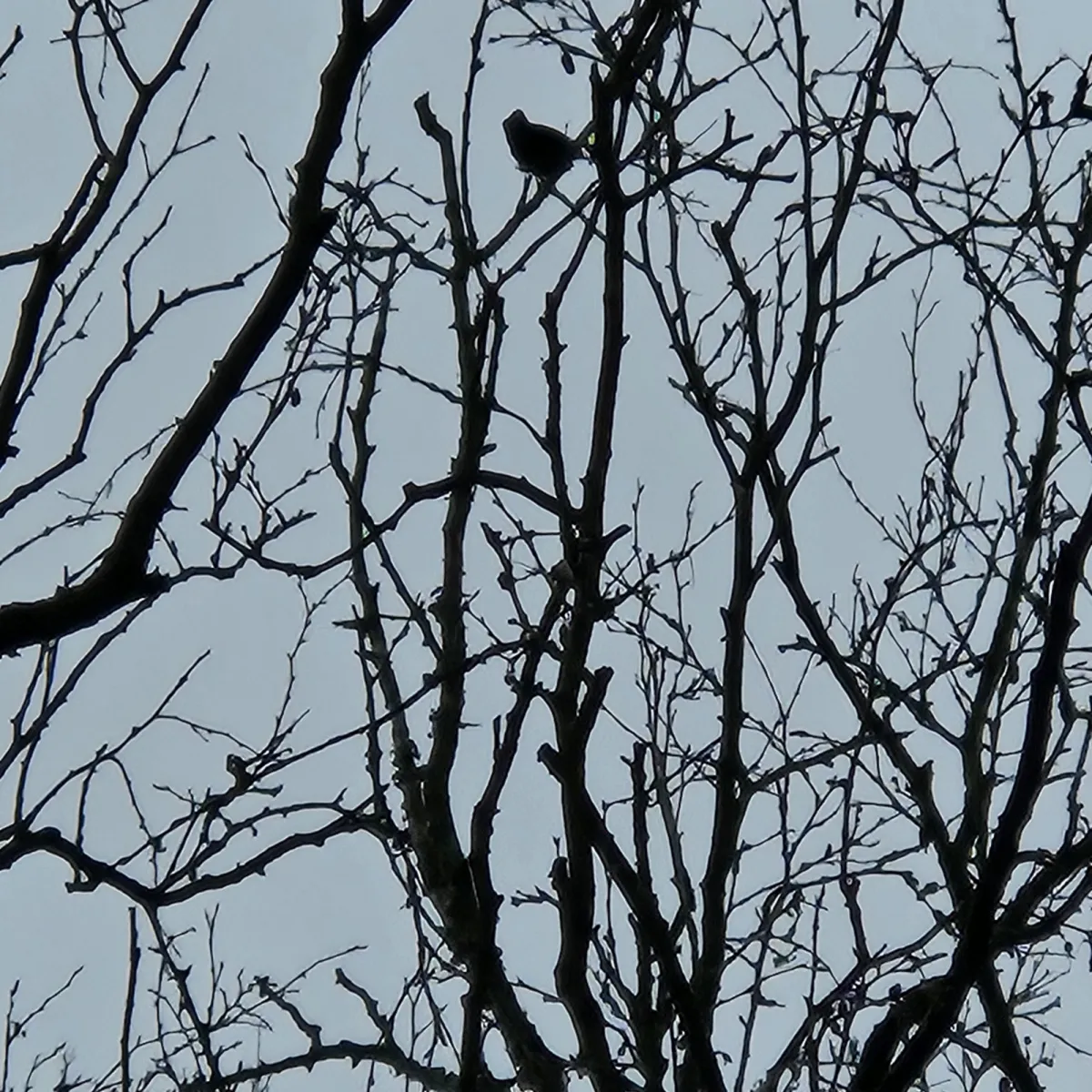 Gespotte Zanglijster