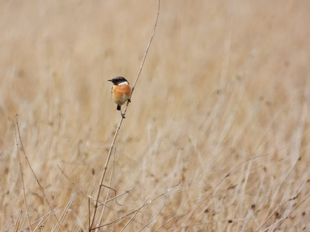 Gespotte Roodborsttapuit