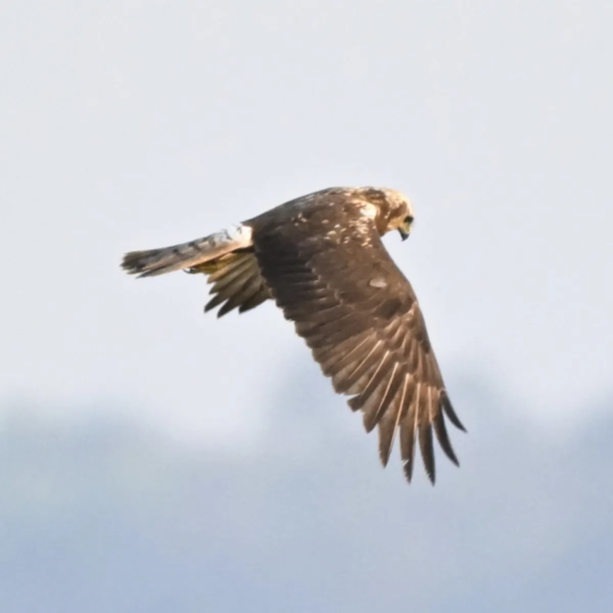 Gespotte Oosterse bruine kiekendief