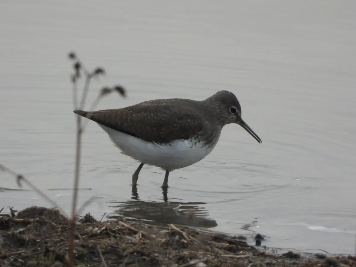 Spotted Green Sandpiper